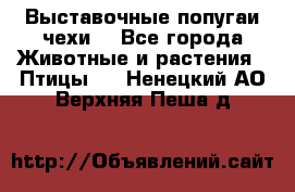 Выставочные попугаи чехи  - Все города Животные и растения » Птицы   . Ненецкий АО,Верхняя Пеша д.